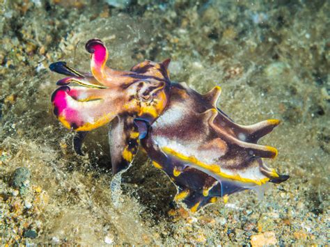 Flamboyant Cuttlefish - Oceana