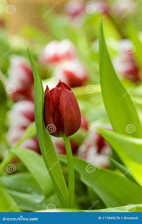 Beautiful Red Tulip Flower in Garden Stock Photo - Image of floral ...