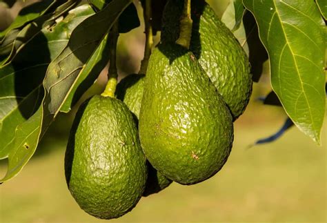 15 Great Types of Avocado Trees - ProGardenTips