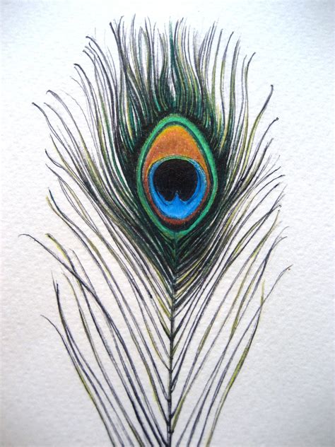 Peacock Feather Sketch at PaintingValley.com | Explore collection of ...