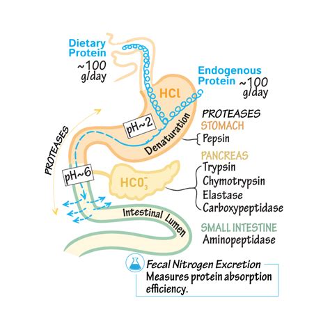 Biochemistry Glossary: Protein Digestion/Absorption | ditki medical ...