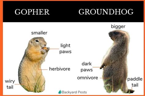 The differences in 2022 | Gopher, Groundhog, Pet birds