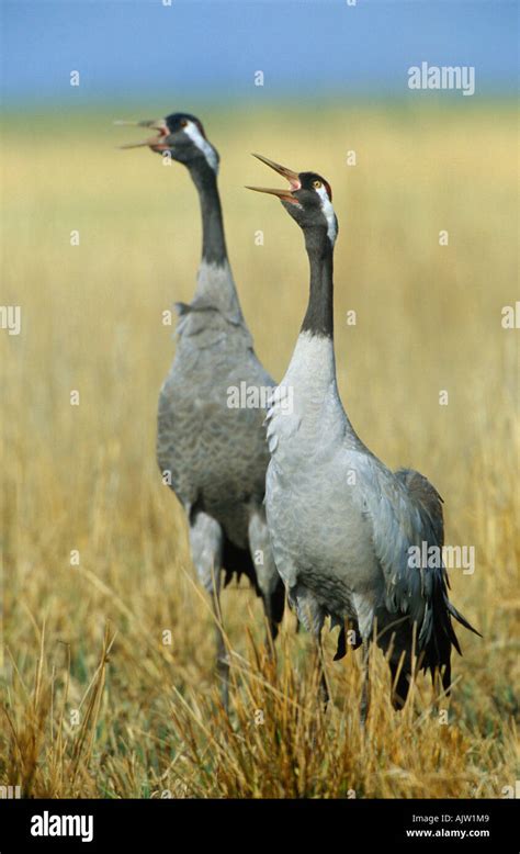 Common Crane Stock Photo - Alamy