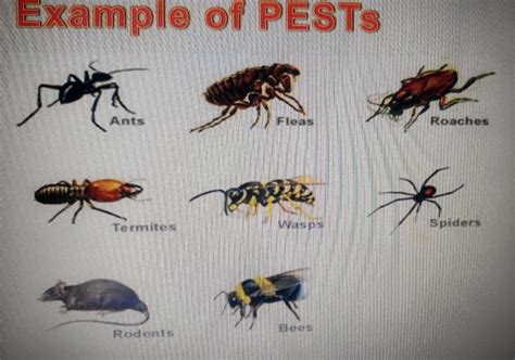 MPD 3233 VECTOR AND PEST CONTROL: Vector And Pest Management