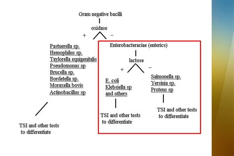 Antibiotic for gram negative bacilli uti