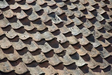 Managing Roof Rats in Florida: Prevention and Control | Excel Pest Services