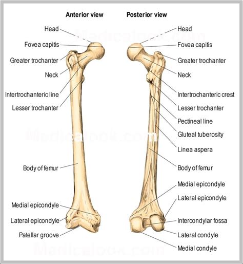 Femur Anatomie