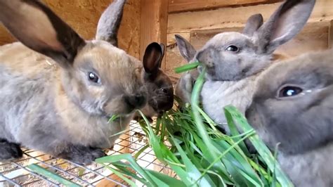 Raising Rabbits – What You Can And Can't Feed A Rabbit – HousePetsCare.com