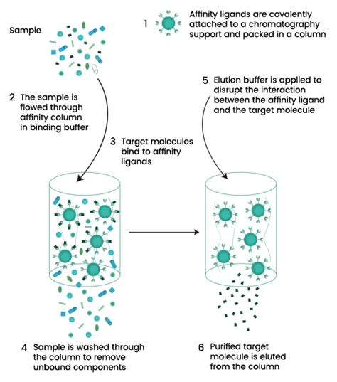 Affinity Column Chromatography for Protein Purification - JulianminPage