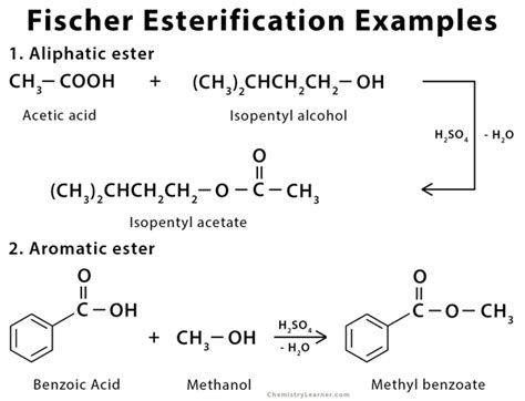 Fischer Esterification: Definition, Examples, and Mechanism