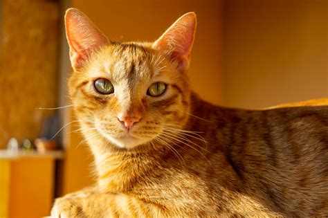 Foto De Primer Plano De Gato Atigrado Naranja · Fotos de stock gratuitas