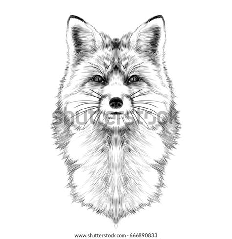 Fox Head Front Looking Directly Sketch Stock Vector (Royalty Free ...