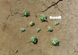 NMSU: Common Weeds of Quay County