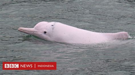 Lumba-lumba pink: Apakah mamalia langka ini terancam punah di Hong Kong ...