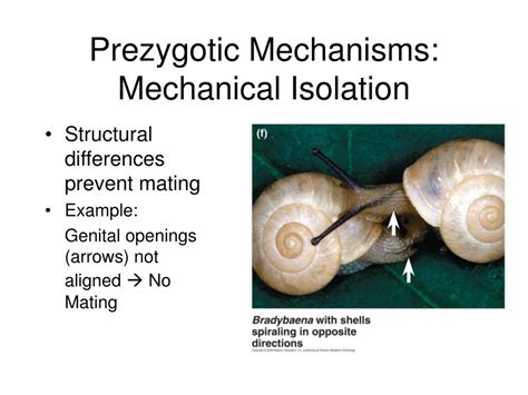 PPT - Species and Speciation PowerPoint Presentation, free download ...