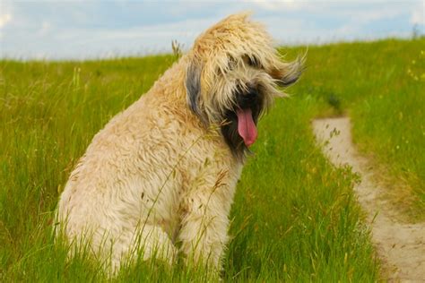 10 Long Haired Dog Breeds | PawCulture