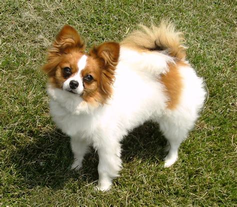 Papillon Dog Breed - Pictures, Information, Temperament ...