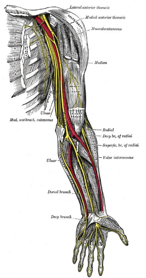 Medial Brachial Cutaneous Nerve