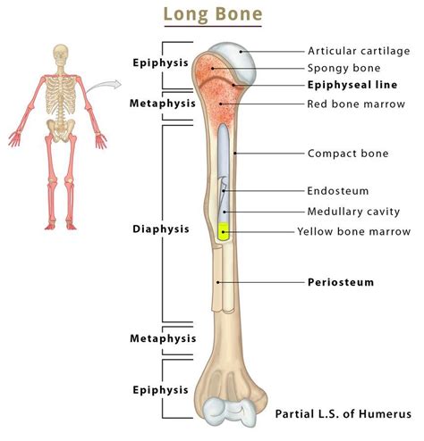 Bone Cross Section Diagram Diagram With Articular Cartilage Marrow ...