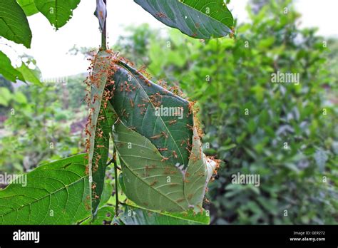 Weaver ants' nest made by sticking together green leaves of tree in ...