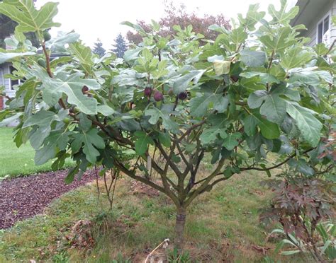 Edible Fig (Ficus carica) — Center for the Study of the Built Environment