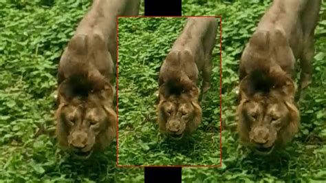 Video of a 'grass-eating' lion excites social media | City - Times of ...