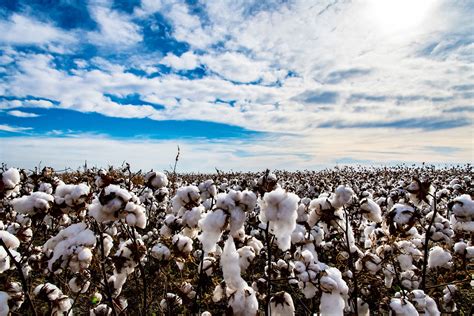 Oklahoma Farm Report - Cotton Acreage Continues Climb in Northern Texas ...