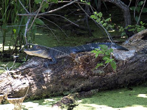 Swamp Tour - HawkeBackpacking.com