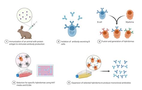 Monoclonal And Polyclonal Antibodies For ELISA Applications - King Of ...