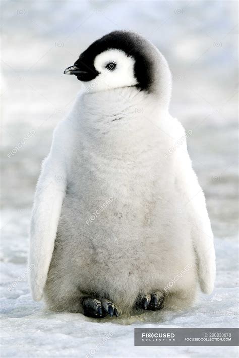 Cute emperor penguin chick standing in snow on Snow Hill Island ...