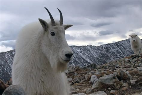 Mountain Goat Facts | Anatomy, Diet, Habitat, Behavior - Animals Time