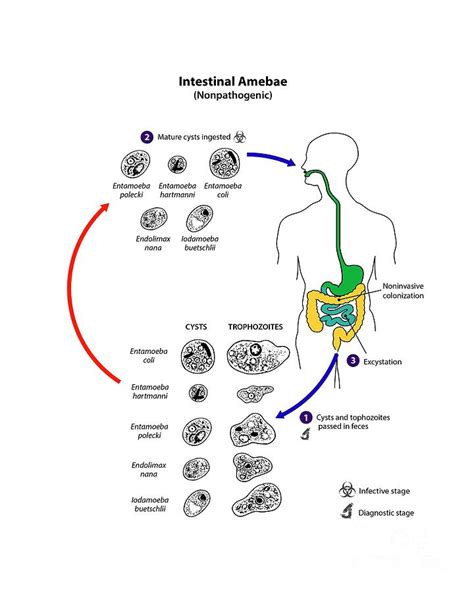 Life Cycle Of Non-pathogenic Intestinal Amoeba Photograph by Cdc ...