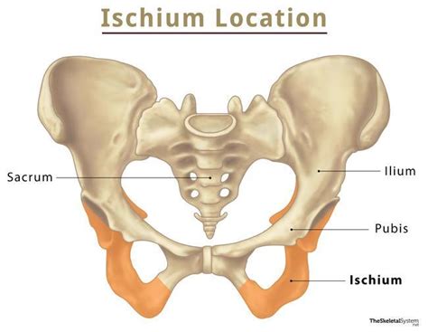 Ischium – Anatomy, Location, Functions, & Diagram