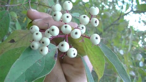 Red Osier Dogwood Identification - Great for Primitive Crafts - YouTube