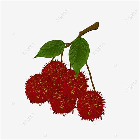 Rambutan Clipart