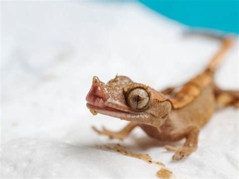 What Do Baby Crested Geckos Eat? - VIVO Pets