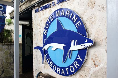 Mote Marine Aquarium: A cool Sarasota Family Attraction. | Must Do ...