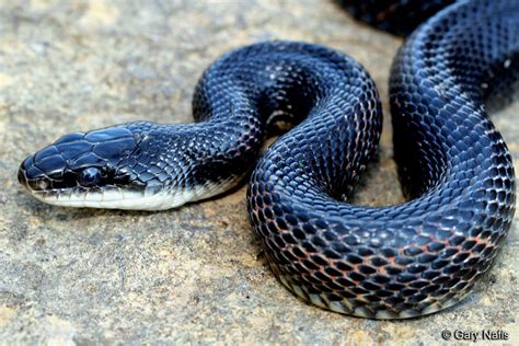 Pantherophis obsoletus - Texas Ratsnake