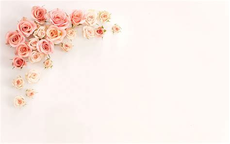 Rose Gold Desktop Background Floral Gold rose illustration beach rose ...