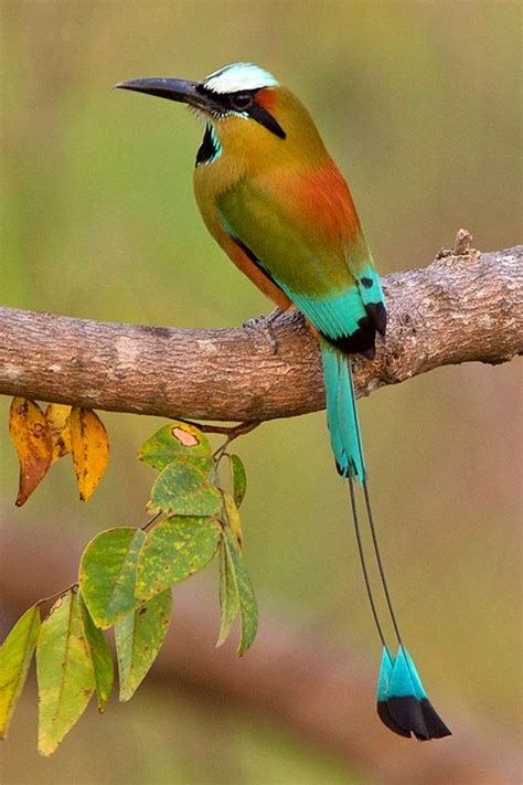 Los Apuntes del Estudiante: El guardabarranco pájaro nacional de Nicaragua