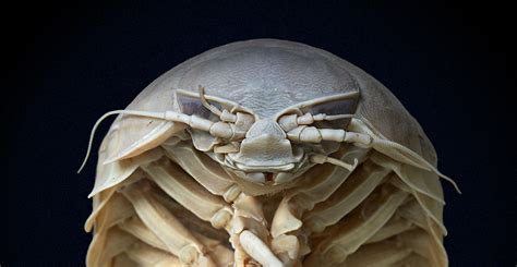 Giant isopods: curious crustaceans on the ocean floor | Natural History ...