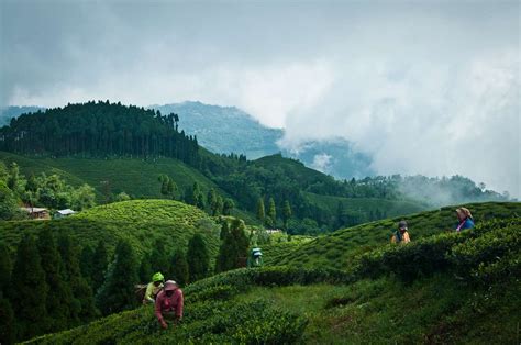 The Top 19 Things to Do in Darjeeling, India