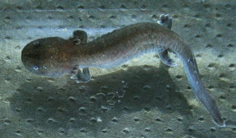 Hellbender Salamander Hatches at Nashville Zoo - ZooBorns