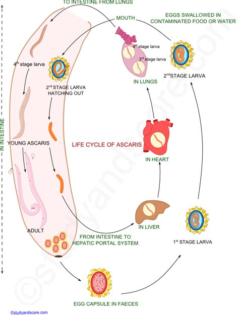 Ascaris Lumbricoides Life Cycle