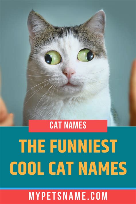 Funny Cool Cat Names | Funny cat names, Funny female cat names, Cute ...