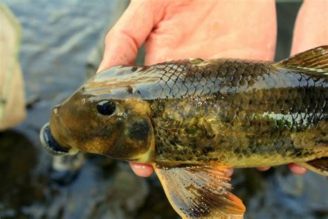 Hogsucker | Aquatic Conservation and Ecology Lab