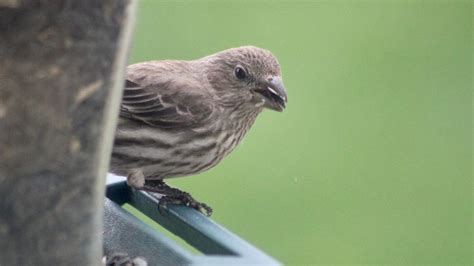 A Complete Guide On Feeding Any Finch - What Do Finches Eat