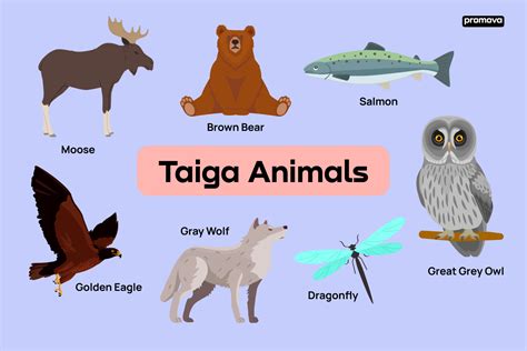 English Vocabulary For Taiga Animals