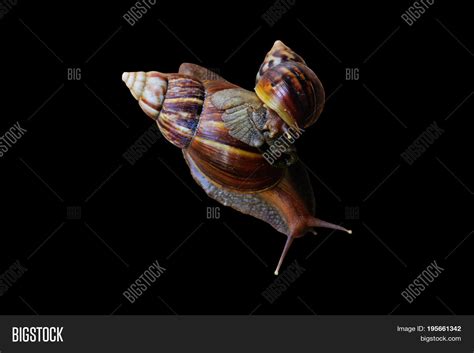 Gastropod Snail Winkle Image & Photo (Free Trial) | Bigstock