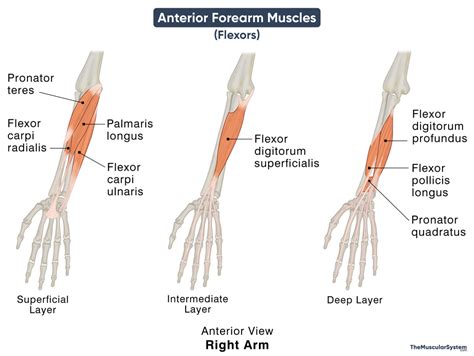 Anterior Forearm Muscles (Flexors): Names, Anatomy, Diagram